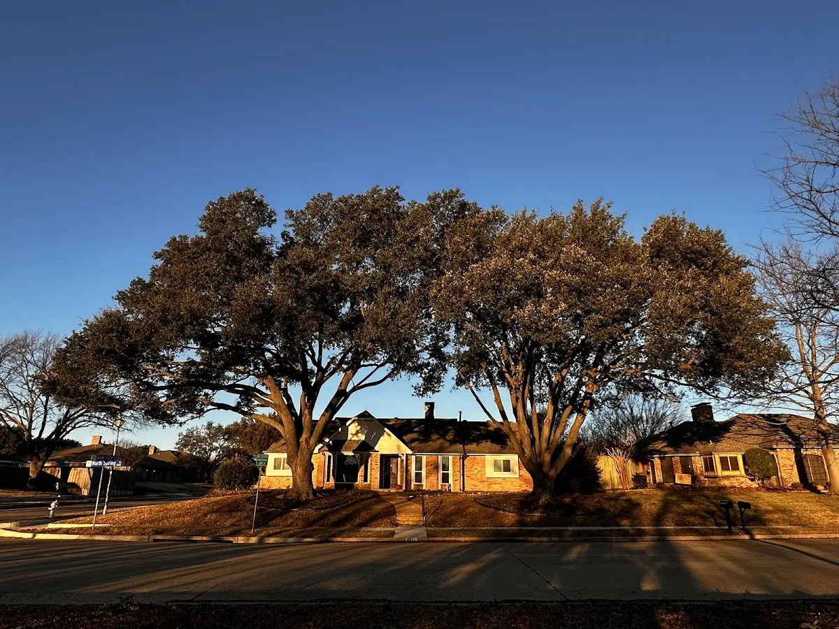 Established residential canopy tree shading a home in Deary